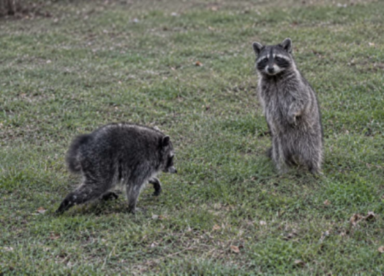Jimothy and Tripod photographed together in Seattle